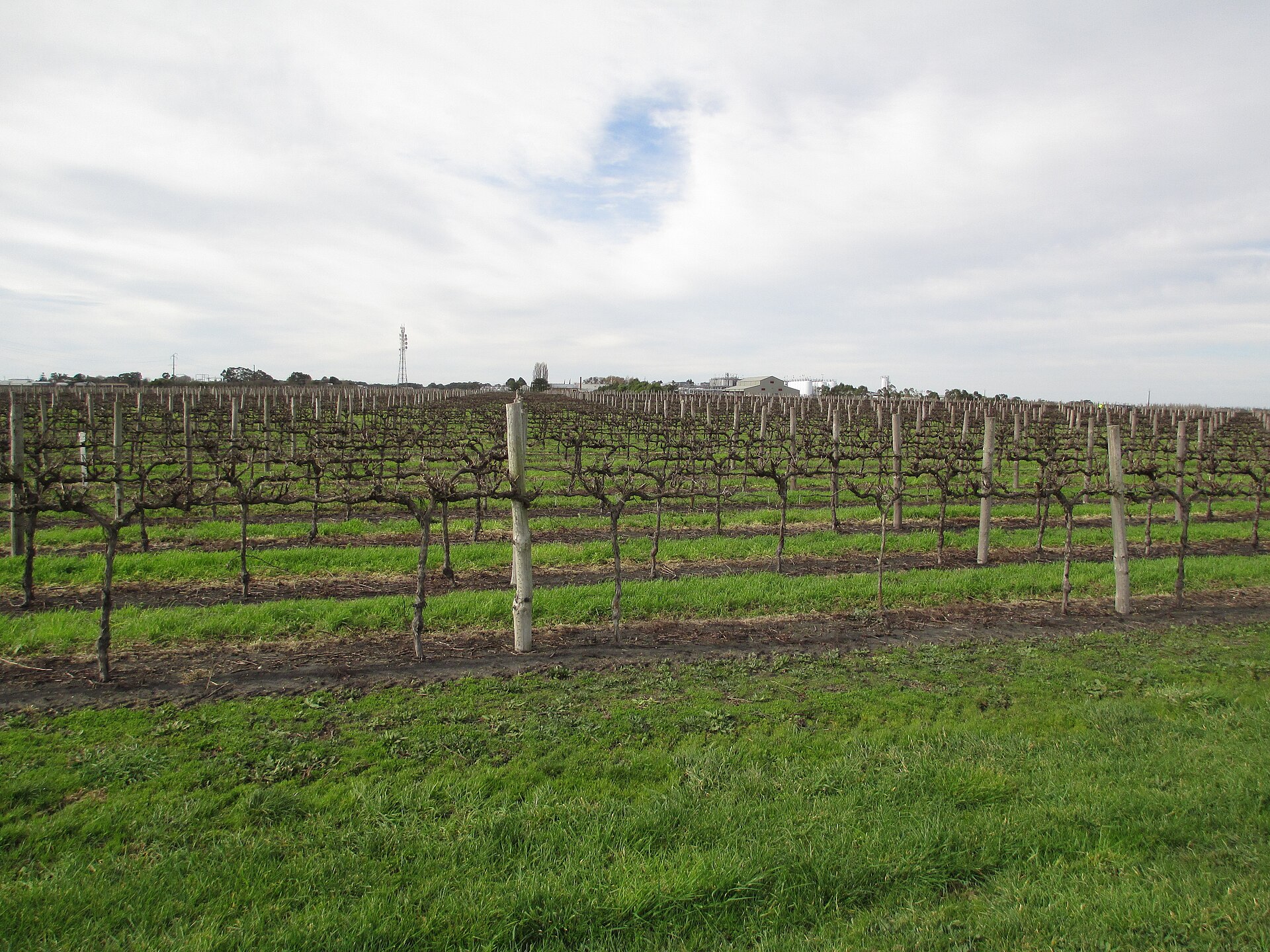 The Best Places to Eat & Drink on the Limestone Coast