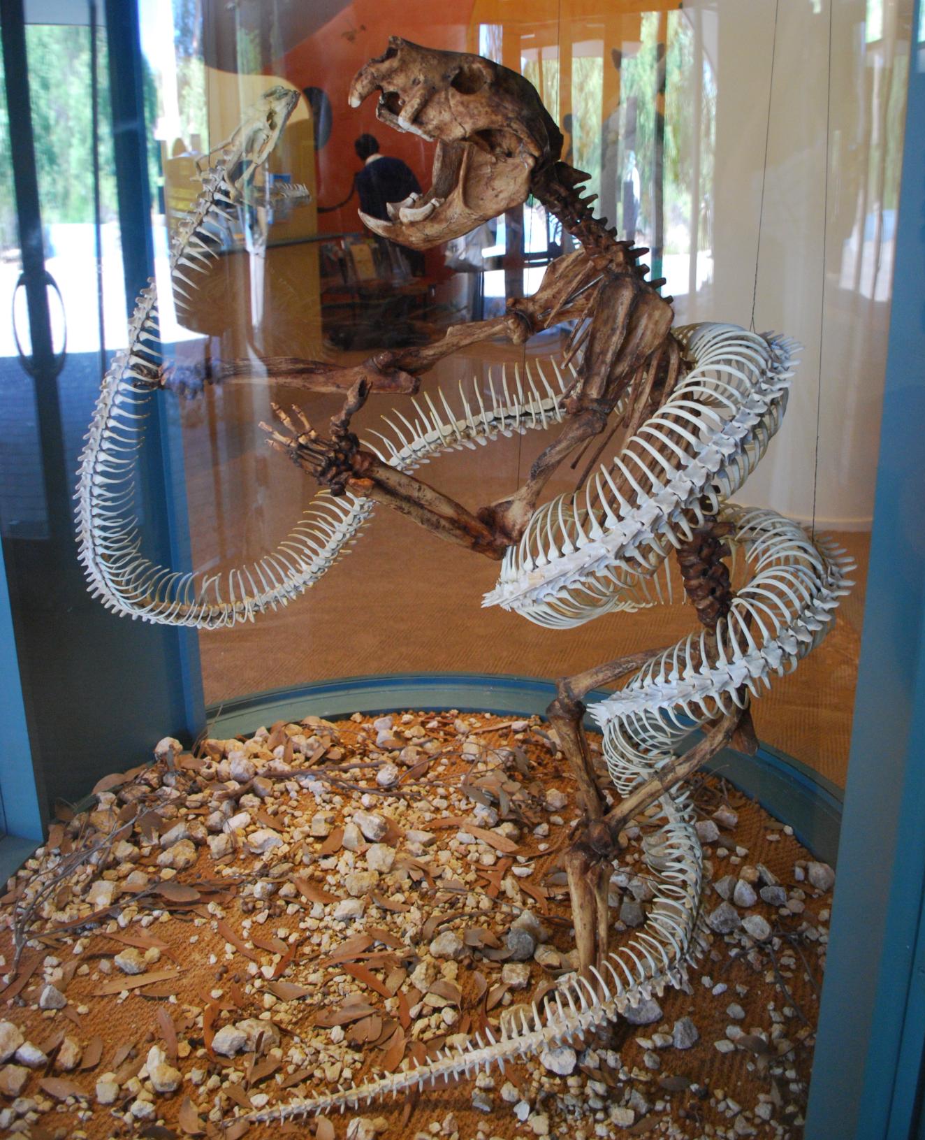 Wonambi Fossil Centre