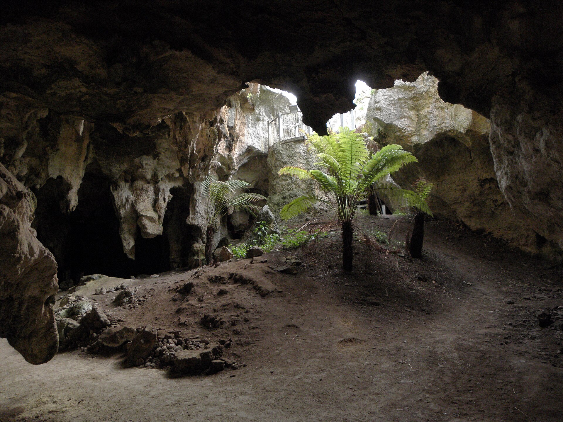 Naracoorte: A Window Into the Ice Age